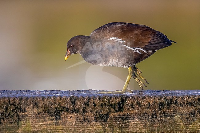 First-winter Common Moorhen (Gallinula chloropus) stretching wing in Mariadal Parc, Zaventem, Brabant, Belgium. stock-image by Agami/Vincent Legrand,