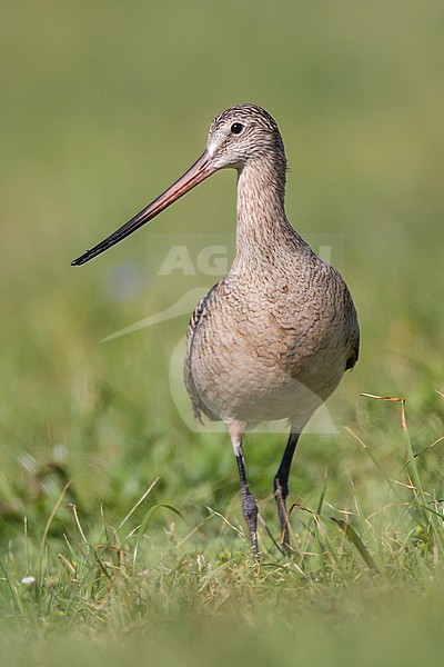 Adult breeding
Galveston Co., TX
April 2012 stock-image by Agami/Brian E Small,