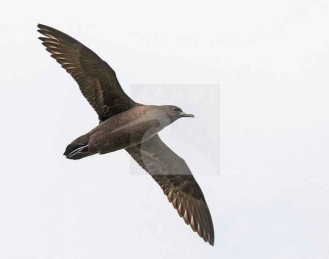 Christmas Shearwater (Puffinus nativitatis). Photographed during a Pitcairn Henderson and The Tuamotus expedition cruise. stock-image by Agami/Pete Morris,