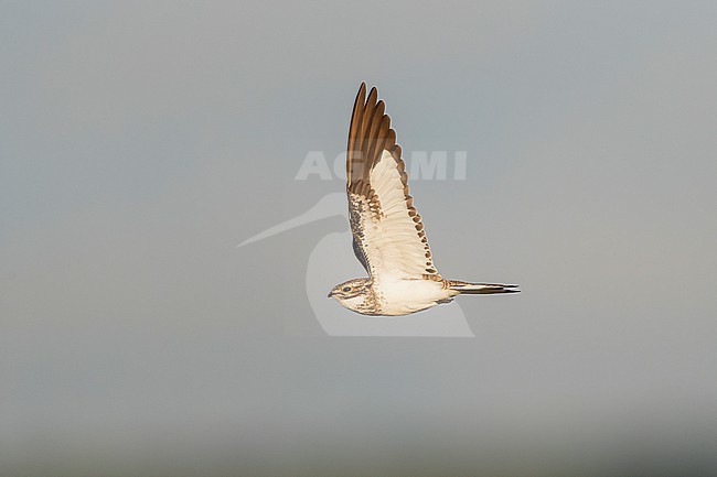 Sand-colored Nighthawk (Chordeiles rupestris) in flight on a beach on an island in the Amazon river in Colombia. Showing underwing. stock-image by Agami/Rafael Armada,