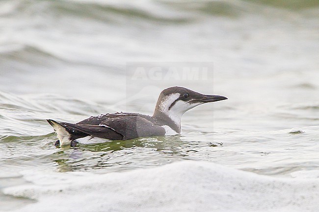 Zeekoet, Common Guillemot, Uria aalga winter plumage swimming stock-image by Agami/Menno van Duijn,