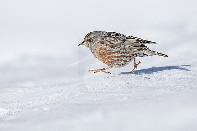 Alpine Accentor (Prunella collaris) sitting in a snow coverd moutain landscape in the swiss alps. stock-image by Agami/Marcel Burkhardt,