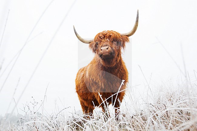 Schotse Hooglanders in natuurgebied de Delleboersterheide, Highland Cattle in nature reserve the Delleboersterheide stock-image by Agami/Wil Leurs,