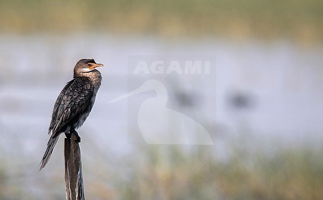 Long-tailed Cormorant (Microcarbo africanus) in Ethiopia. stock-image by Agami/Ian Davies,