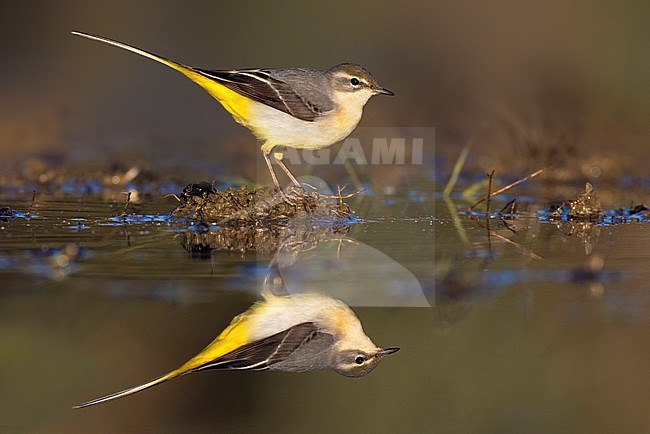 Grey Wagtail (Motacilla cinerea) in Italy. stock-image by Agami/Daniele Occhiato,