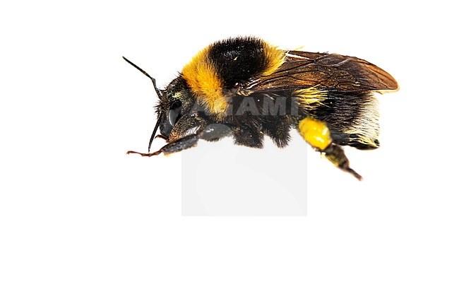 Bombus hortorum, Tuinhommel, Small Garden Bumblebe stock-image by Agami/Wil Leurs,