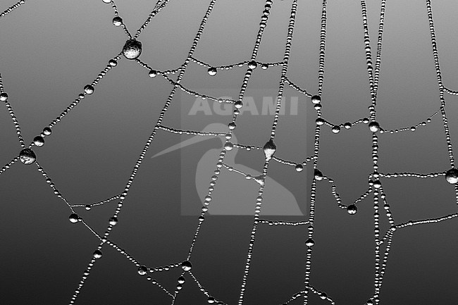 Berijpte spinnenweb, Frosted spider web stock-image by Agami/Wil Leurs,
