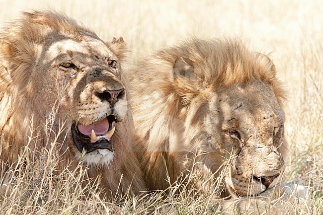 Twee Leeuwen rustend in de schaduw Etosha NP Namibie, Two Lions resting in the shadow Etosha NP Namibia stock-image by Agami/Wil Leurs,