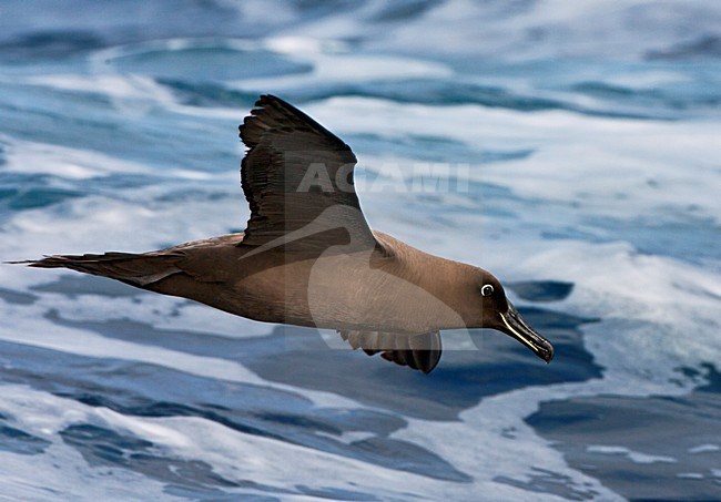 Zwarte Albatros in vlucht; Sooty Albatros in flight stock-image by Agami/Marc Guyt,