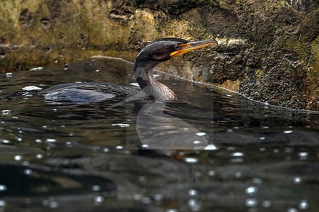 First winter Double-crested Cormorant (Phalacrocorax auritus) swimming near the main harbour of Corvo, Azores, Portugal. stock-image by Agami/Vincent Legrand,