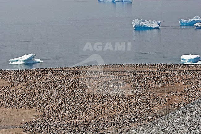 Huge colony of Adelie penguins (Pygoscelis adeliae) on Antarctica. stock-image by Agami/Pete Morris,