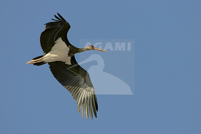 Black Stork subadult in flight; Zwarte ooievaar onvolwassen in vlucht stock-image by Agami/Daniele Occhiato,