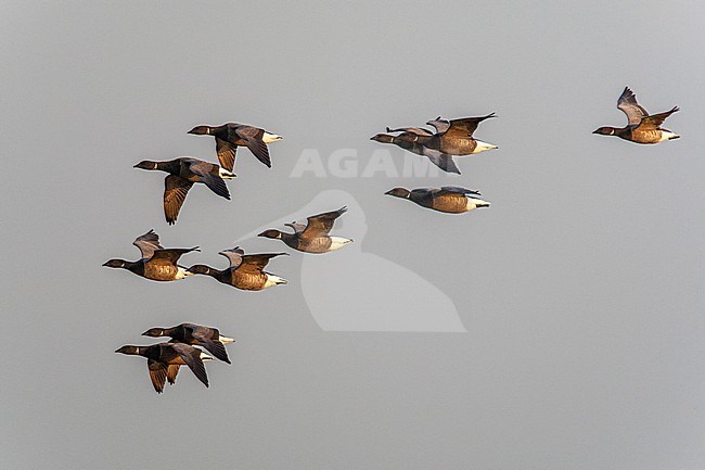 Dark-bellied Brent Geese (Branta bernicla) on Texel, Netherlands. Flock of geese in flight. stock-image by Agami/Marc Guyt,