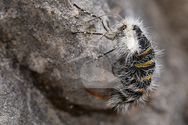 Lycia alpina is a high altitude endemic to the Alps, found in the Austrian Alps of of the Lech Valley; picture is showing the wingless female stock-image by Agami/Mathias Putze,