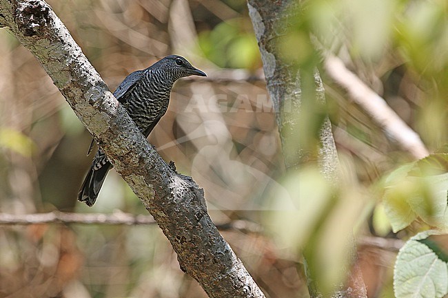 Female Pale-shouldered Cicadabird (Edolisoma dohertyi)in the Lesser Sundas, Indonesia. stock-image by Agami/James Eaton,