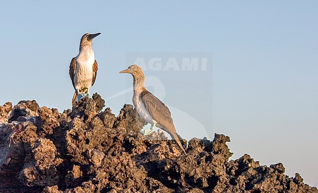 Blue-footed booby, Blauwvoetgent, Sula nebouxii stock-image by Agami/Rob Riemer,