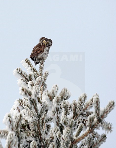 Dwerguil in boomtop; Eurasian Pygmy Owl in treetop stock-image by Agami/Markus Varesvuo,