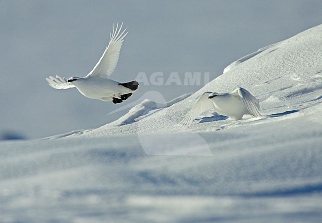 Alpensneeuwhoen in de vlucht; Rock Ptarmigan in flight stock-image by Agami/Markus Varesvuo,