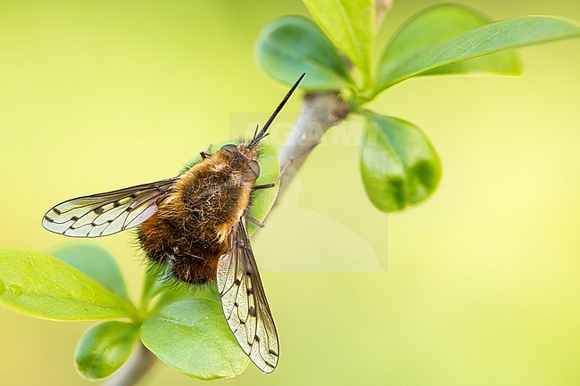 Bombylius discolor - Dotted Bee-fly - Gefleckter Wollschweber, Germany (Baden-Württemberg), imago, female stock-image by Agami/Ralph Martin,