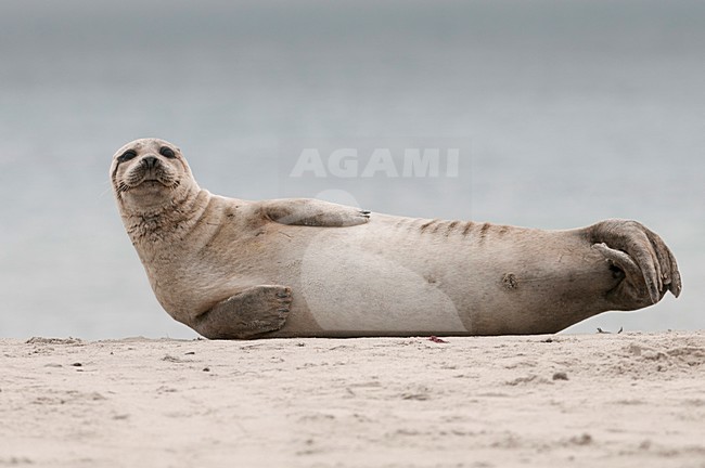 Grijze zeehond, Grey Seal, Halichoerus grypus, kegelrob stock-image by Agami/Han Bouwmeester,