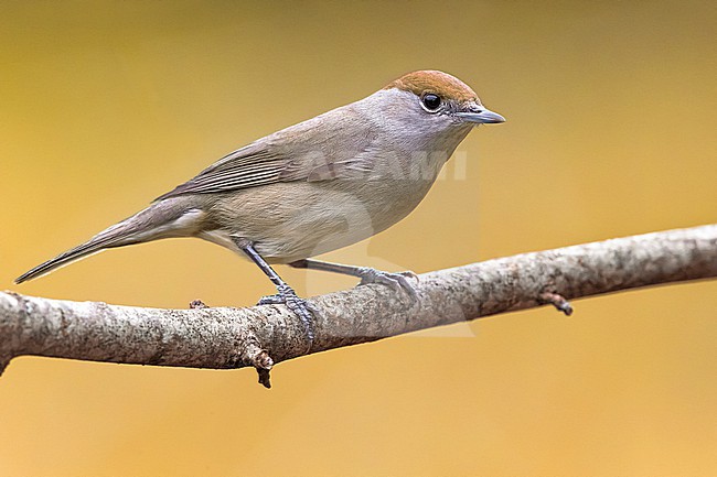 Female Blackcap (Sylvia atricapilla) in Italy. Perched on a twig. stock-image by Agami/Daniele Occhiato,