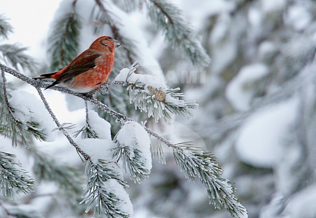 Mannetje Grote Kruisbek in besneeuwde boom, Male Parrot Crossbill in snow covered tree stock-image by Agami/Markus Varesvuo,