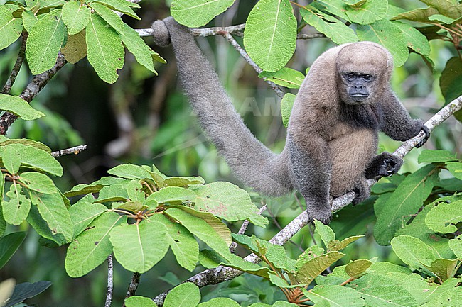 A (Colombian) Woolly Monkey (Lagothrix lagothricha lugens) at Reserva Natural La Isla Escondida, Orito, Putumayo, Colombia, photographed from a canopy platform. stock-image by Agami/Tom Friedel,