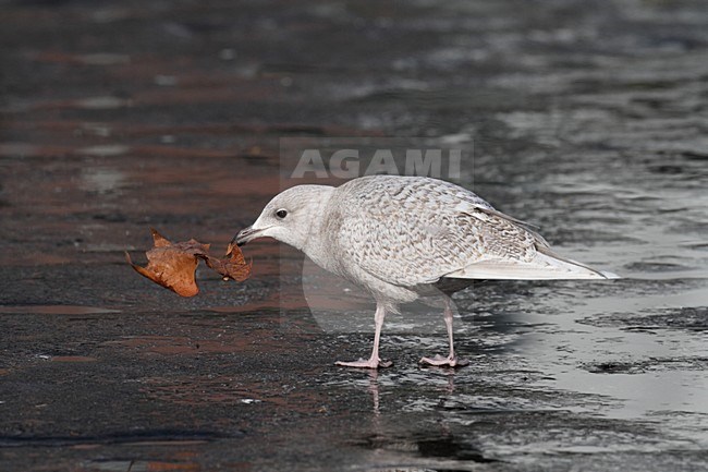 Kleine Burgemeester in eerste winterkleed; Iceland Gull in first winter plumage stock-image by Agami/Chris van Rijswijk,