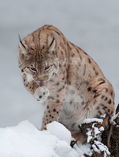 Europese Lynx in de sneeuw; Eurasian Lynx in snow stock-image by Agami/Han Bouwmeester,