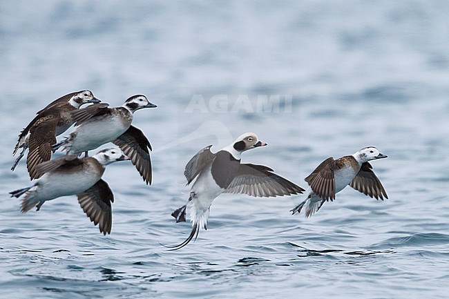 Long-tailed Duck - Eisente - Clangula hyemalis, Norway stock-image by Agami/Ralph Martin,