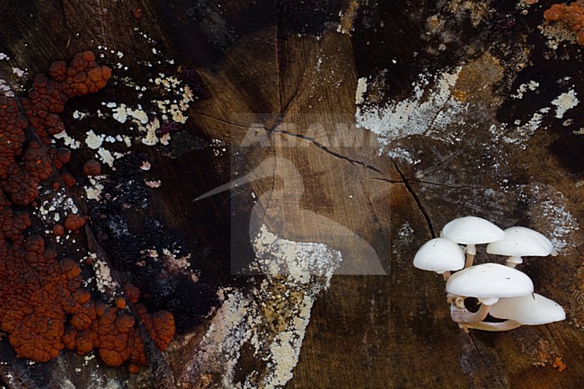 Porseleinzwam, Porcelain fungus, Oudemansiella mucida stock-image by Agami/Menno van Duijn,