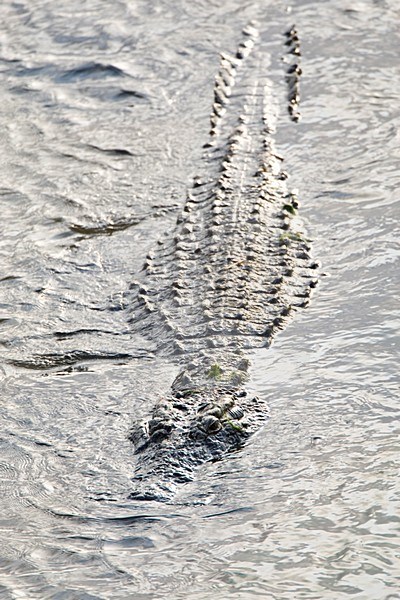 Nijlkrokodil half onder water; Nile Crocodile submerged stock-image by Agami/Marc Guyt,
