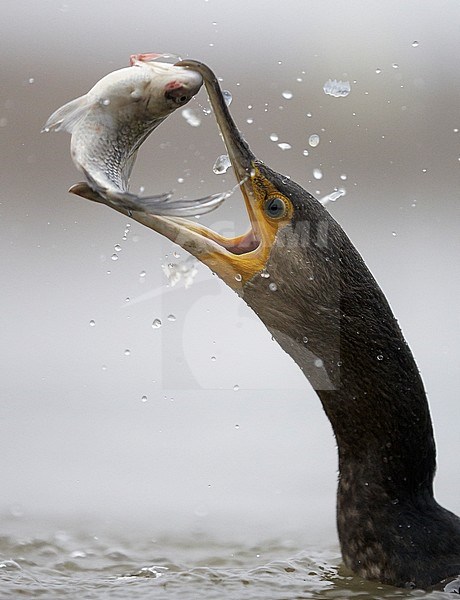 Cormorant (Phalacrocorax carbo) Hungary January 2014 stock-image by Agami/Markus Varesvuo,