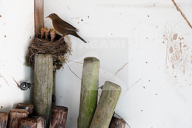 Merel; Eurasian Blackbird stock-image by Agami/Chris van Rijswijk,