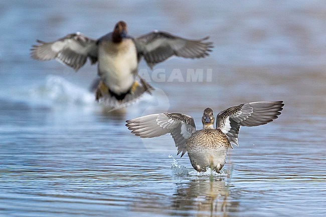 Pair of Eurasian Teals (Anas crecca) landing on the water in Italy. stock-image by Agami/Daniele Occhiato,