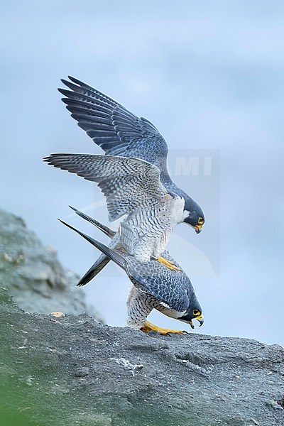 Adult American Peregrine Falcon, Falco peregrinus anatum, mating
Los Angeles Co., CA, USA stock-image by Agami/Brian E Small,