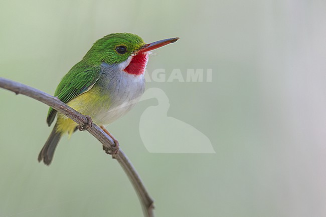 Puerto Rican Tody (Todus mexicanus) Perched on a branch in Puerto Rico stock-image by Agami/Dubi Shapiro,