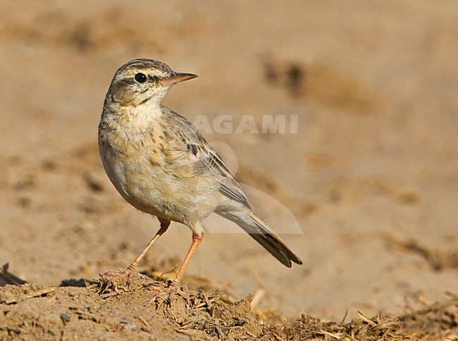 Duinpieper; Tawny Pipit stock-image by Agami/Markus Varesvuo,