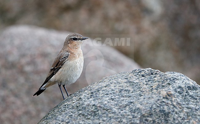 Northern Wheatear, Oenanthe oenanthe, 1stW during migration at Hyllekrog, Denmark stock-image by Agami/Helge Sorensen,