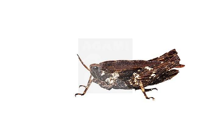 Common Ground-hopper, Gewoon doorntje, Tetrix undulata stock-image by Agami/Wil Leurs,