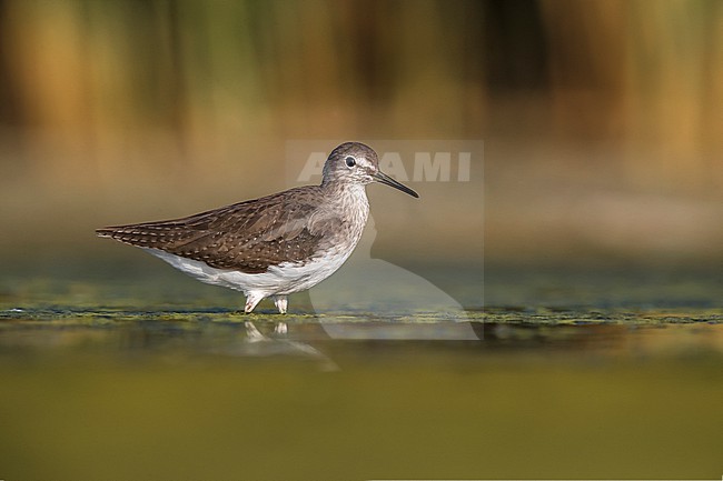 Green Sandpiper (Tringa ochropus) standing in shallow water. stock-image by Agami/Daniele Occhiato,