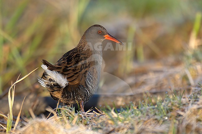 Water Rail (Rallus aquaticus) adult bird standing on frosty ground in Finland stock-image by Agami/Kari Eischer,