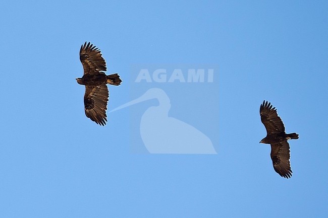 two adult steppe eagles (Aquila nipalensis) in the blue sky above Sanetti Plateau at Bale Mountains in Ethiopia stock-image by Agami/Mathias Putze,