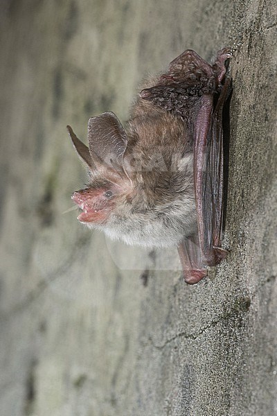 Bechstein's bat is sitting on al wall stock-image by Agami/Theo Douma,