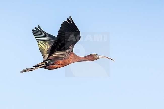 Glossy Ibis, Plegadis falcinellus stock-image by Agami/Oscar Díez,