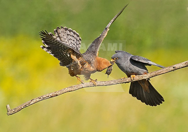 Pair (male and female) Red-footed Falcons (Falco vespertinus) stock-image by Agami/Alain Ghignone,