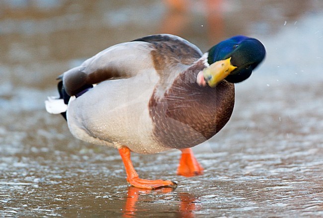 Mannetje Wilde Eend op ijs; Male Mallard on ice stock-image by Agami/Marc Guyt,