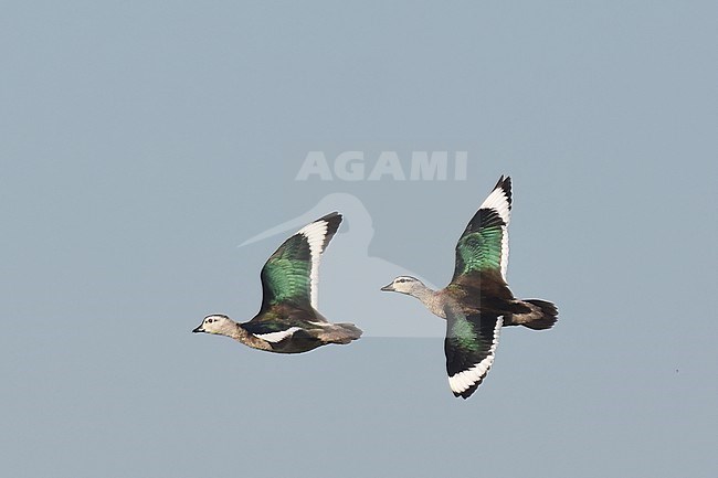 Cotton pygmy goose, Nettapus coromandelianus, in flight in Myanmar. Two males. stock-image by Agami/Laurens Steijn,