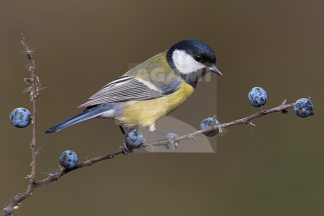 Great Tit  (Parus ater) perched on a branch with blue berries stock-image by Agami/Daniele Occhiato,
