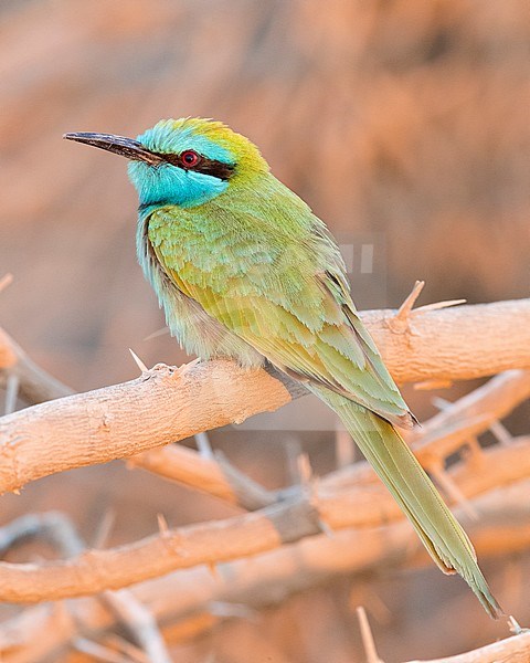 Green Bee-eater (Merops orientalis cyanophrys), adult perched on a branch in Oman. stock-image by Agami/Saverio Gatto,